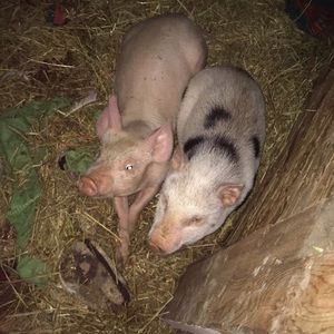 Meet your Posher, Taylor